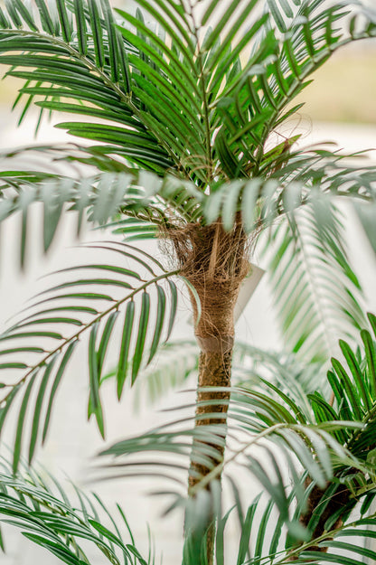 Künstliche Palme Cycas Palmetto Classic 135 cm