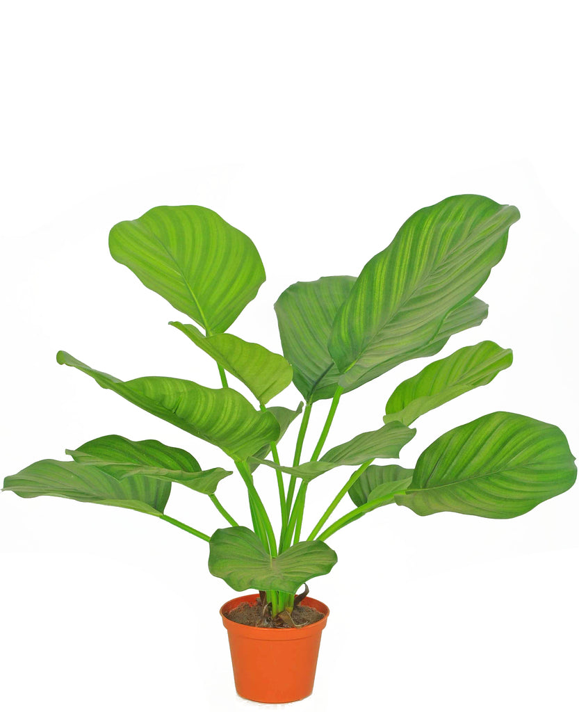 Künstliche Calathea 46 cm