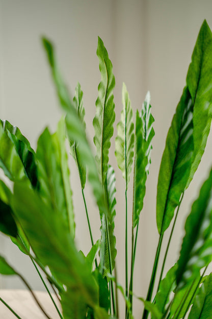 Künstliche Calathea 80 cm