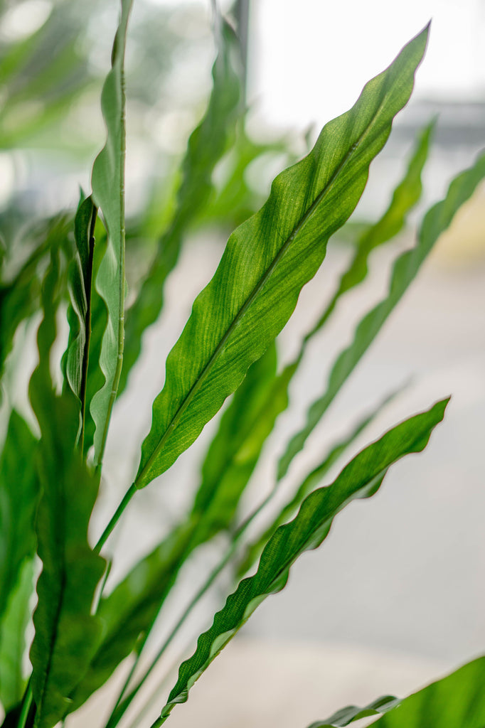 Künstliche Calathea 80 cm