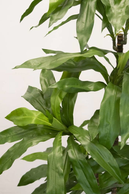 Kunstpflanze Dracena Fragnans 150 cm