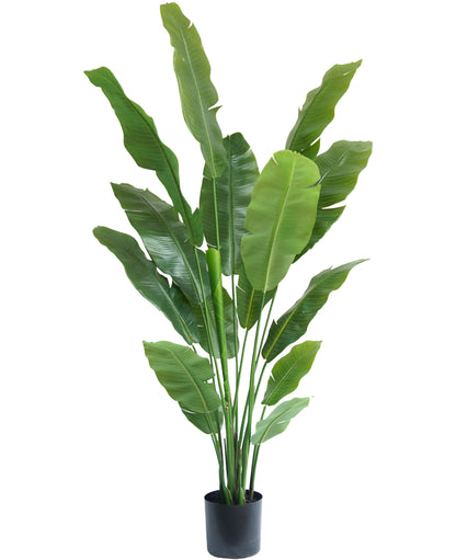 Strelitzia Premium 180 cm