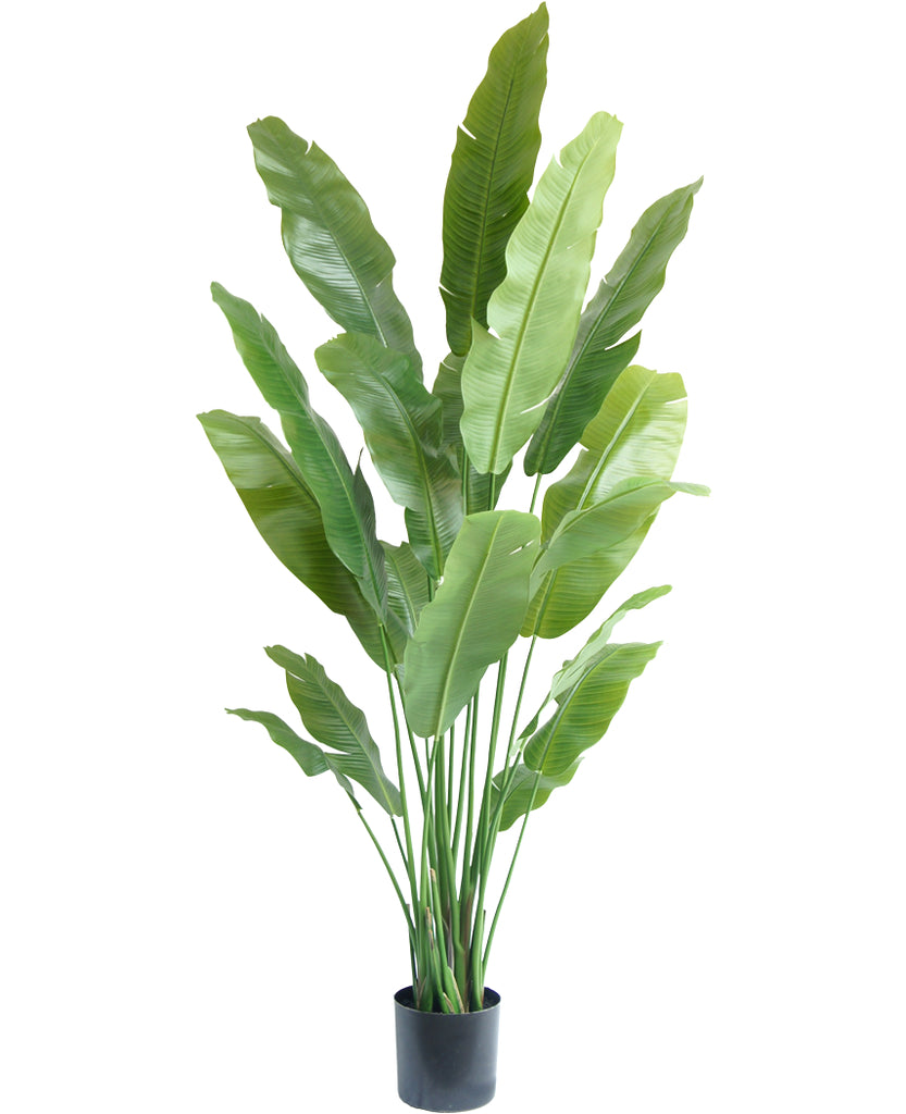 Strelitzia Premium 195 cm