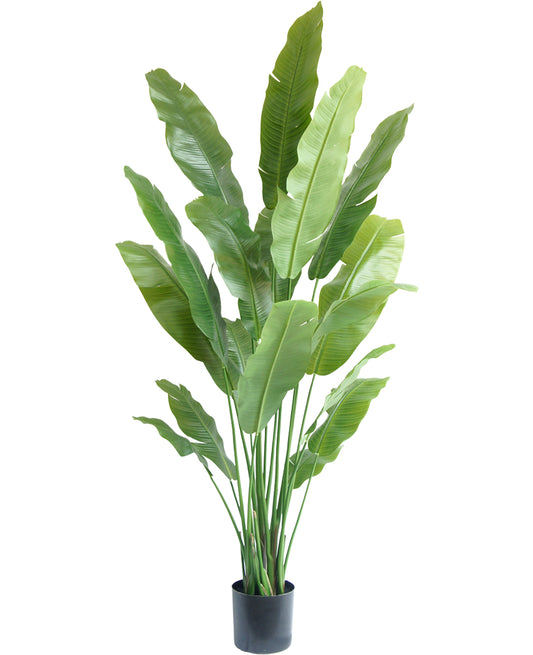 Strelitzia Premium 195 cm